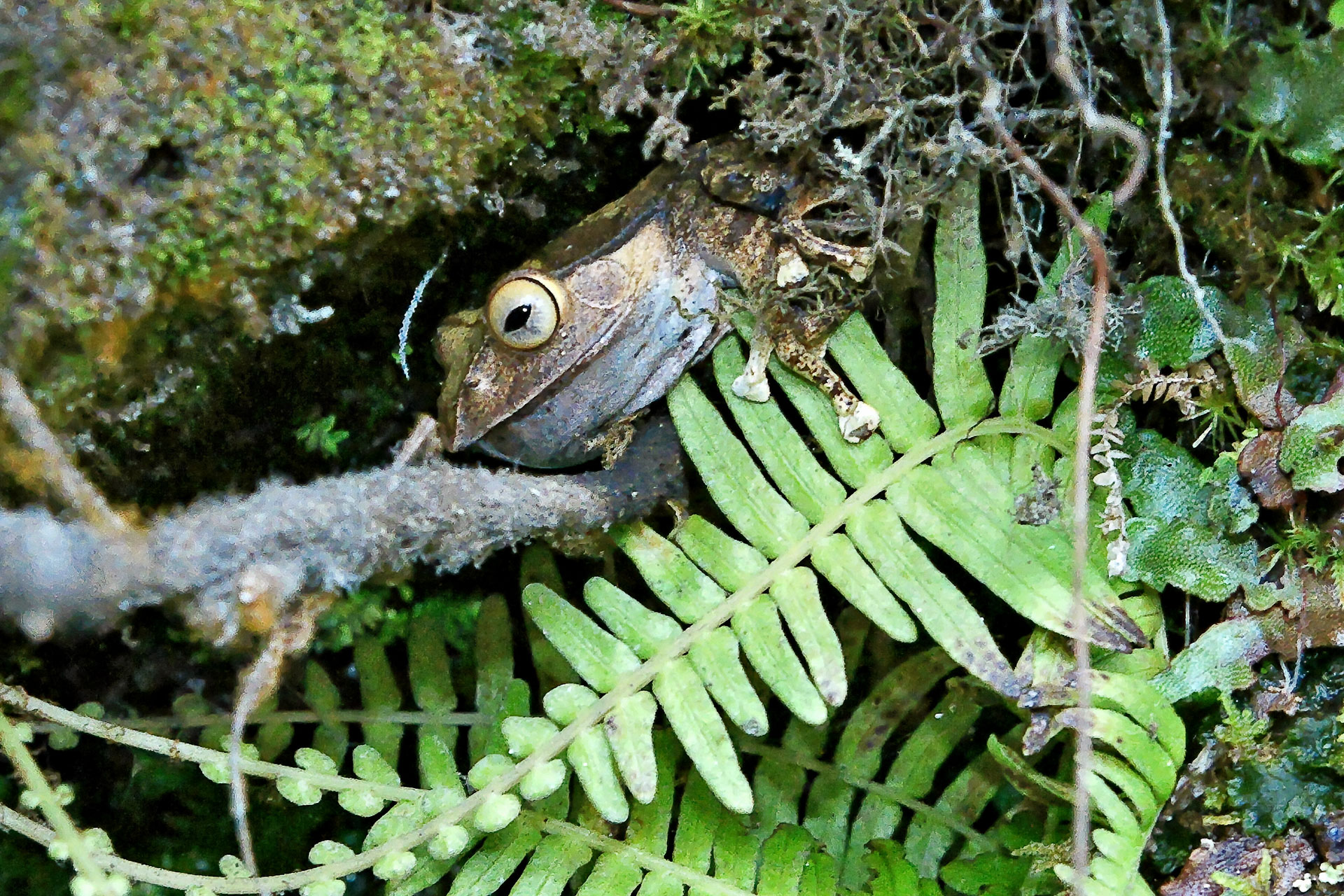 Ranomafana Nationalpark